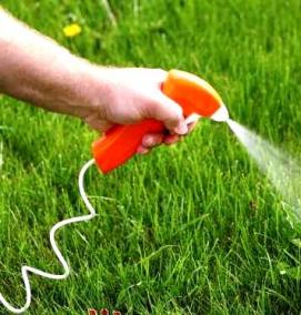 трава для газона вытесняющая сорняки низкорослая - модель 1