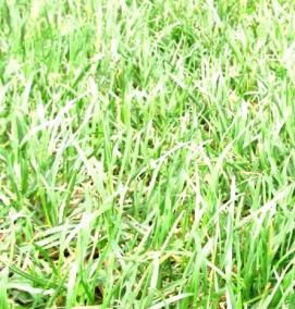 трава для газона вытесняющая сорняки низкорослая - модель 4