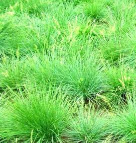 трава для газона вытесняющая сорняки низкорослая - модель 3