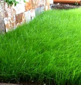 трава для газона вытесняющая сорняки - вариант 3