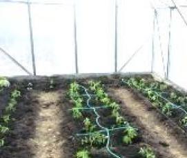 тульские теплицы - модель 3