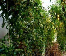 тверские теплицы - вариант 3