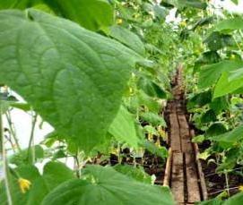 тверские теплицы - вариант 2