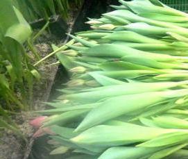 тюменская теплица - модель 3