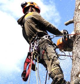 удаление больных деревьев - модель 4
