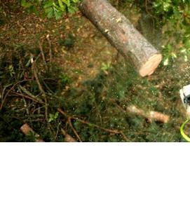 удаление больных деревьев - модель 3