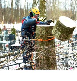 удаление больных деревьев - модель 2