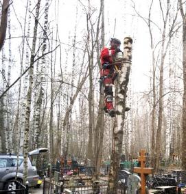 удаление деревьев на кладбищах - тип 1