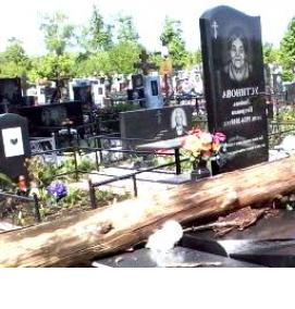 удаление деревьев на кладбищах - тип 4