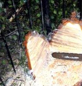 удаление деревьев на кладбищах - тип 3