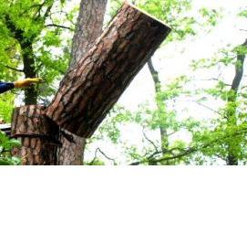 удаление деревьев на участке - вариант 3