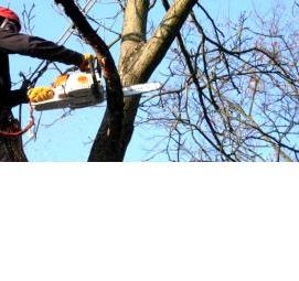 удаление высоких деревьев - вариант 4