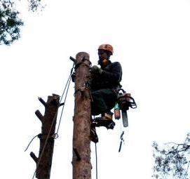 удаление высоких деревьев - вариант 3