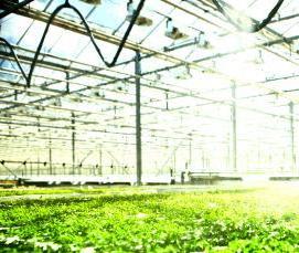 углубленная теплица - тип 4