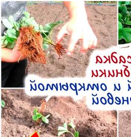 укрывной материал для саженцев на зиму - вариант 1