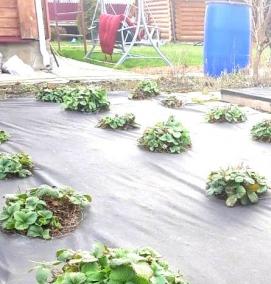 укрывной материал для саженцев на зиму - вариант 2