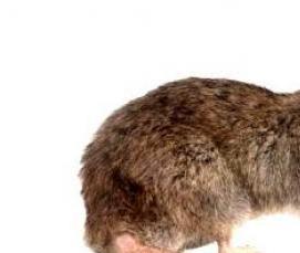 уничтожение грызунов дератизация - модель 1