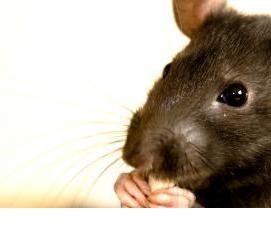 уничтожение грызунов дератизация - модель 4