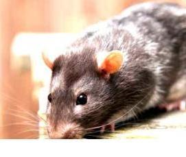 уничтожение грызунов дератизация - модель 3