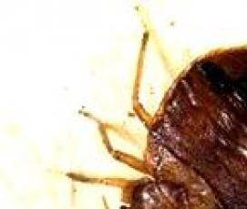 уничтожение клопов дезинсекция - тип 3