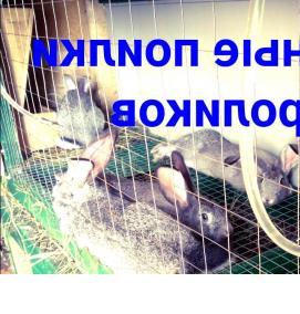 установка ниппельных поилок для кроликов - тип 1