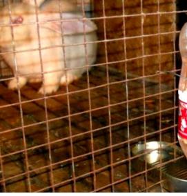 установка ниппельных поилок для кроликов - тип 2