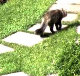 устройство дорожки из щебня - модель 1