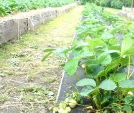 узкие и высокие теплицы - тип 2