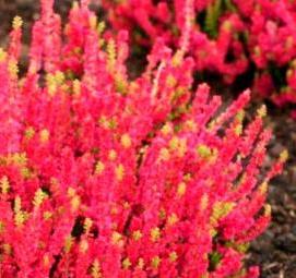 Вереск саженцы - вариант 1