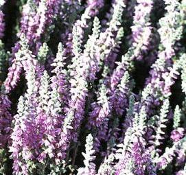 Вереск саженцы - вариант 4