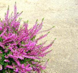 Вереск саженцы - вариант 2