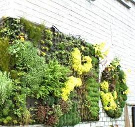 Вертикальное озеленение - вариант 1