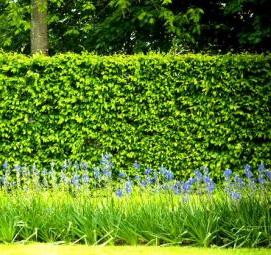 Вертикальное озеленение - вариант 4