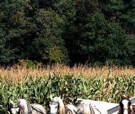 Вилсон 1 линолеум - модель 4