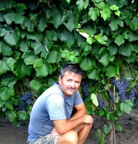 Виноград саженцы зилга - вариант 3