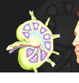 Визуализация лимфоузлов - тип 4