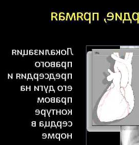 Визуализация органов - модель 2