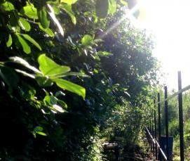 Вкручивающиеся сваи - вариант 3