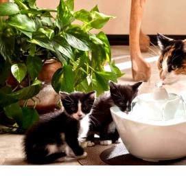 Водный фонтан для кошек - тип 4