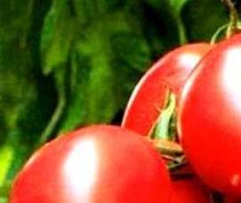 Высокоурожайные теплицы - вариант 4