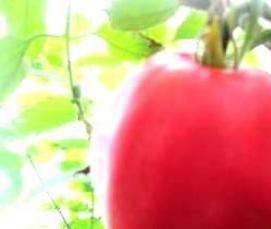 Высокоурожайные теплицы - вариант 2