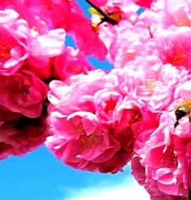 японская сакура саженцы - тип 4