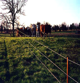 Для системы электропастух - вид 2