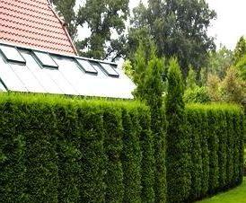 Из туи брабант - тип 1