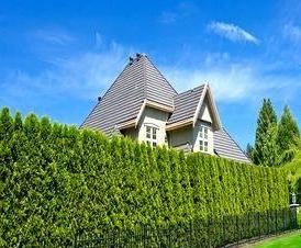 Из туи брабант - тип 4