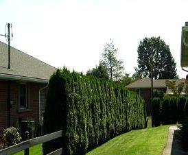 Из туи брабант - тип 3