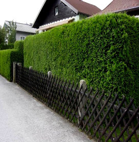 Из туи - вариант 4