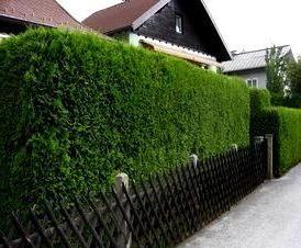 Из туи смарагд - тип 3