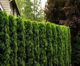 Из туи смарагд - тип 2