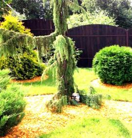 Желтая щепа - тип 4